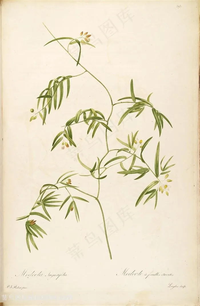 雷杜德原版高清彩绘花卉花草图谱素材
