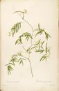 雷杜德原版高清彩绘花卉花草图谱素材