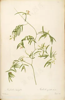 雷杜德原版高清彩绘花卉花草图谱素材 雷杜德原版高清彩绘花卉花草图谱素材