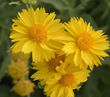 黄色菊花高清摄影图片 黄色菊花高清摄影图片