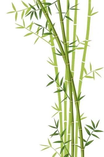 竹子 PNG免抠(661x1000)