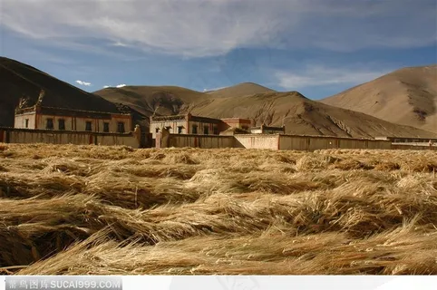 西藏人文风情-成熟的青稞