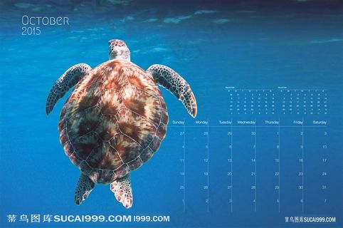 海底的大海龟