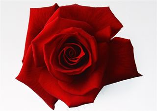 大红玫瑰花图片