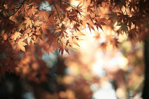 唯美秋天枫叶图片 唯美秋天枫叶图片