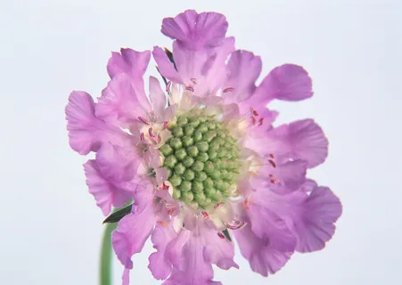 花朵紫花儿 花朵紫花儿