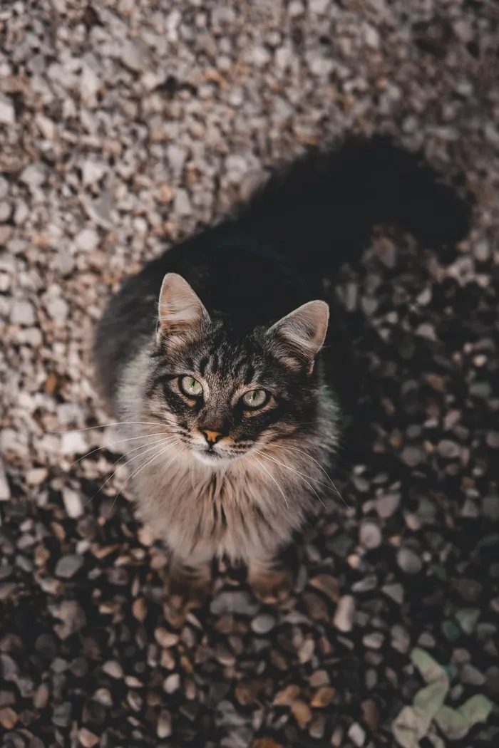 可爱猫咪猫猫摄影素材