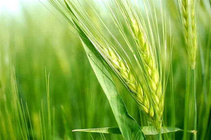 绿油油的麦穗植物高清图片