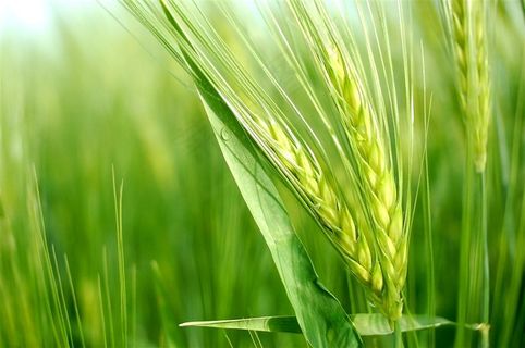 绿油油的麦穗植物高清图片