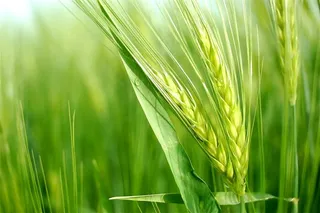 绿油油的麦穗植物高清图片