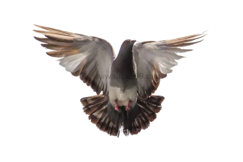 鸽子|和平鸽|展翅