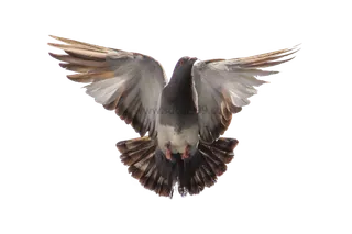 鸽子|和平鸽|展翅