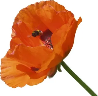 罂粟花 PNG免抠