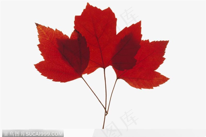 叶片标本（三片红枫）