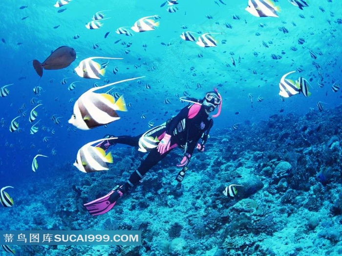 热带鱼和潜水员
