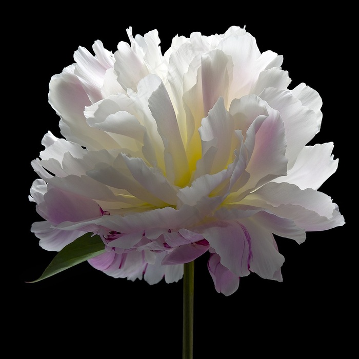 超高清唯美白色芍药鲜花图片