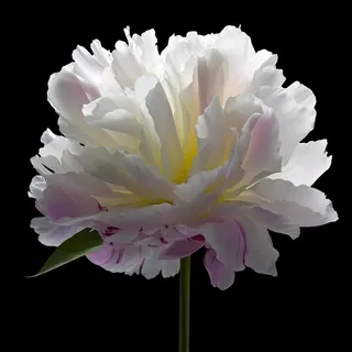 超高清唯美白色芍药鲜花图片