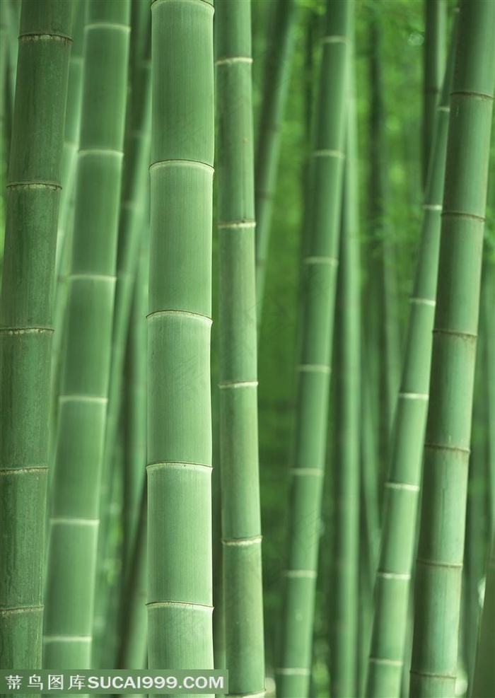 竹林风景- 嫩绿的竹竿特写