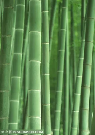 竹林风景- 嫩绿的竹竿特写