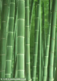竹林风景- 嫩绿的竹竿特写 竹林风景- 嫩绿的竹竿特写