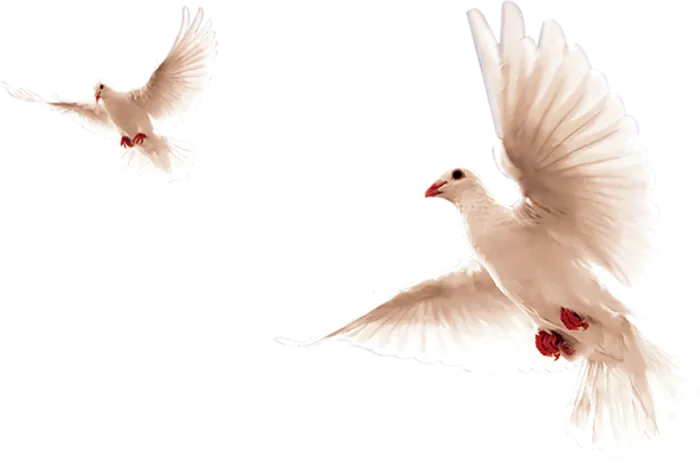 飞翔中的鸽子2只素材免扣