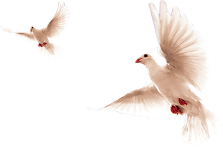 飞翔中的鸽子2只素材免扣