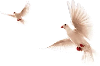 飞翔中的鸽子2只素材免扣