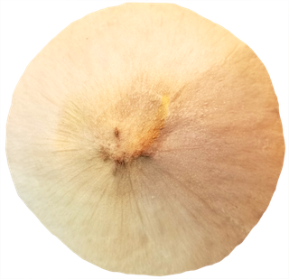 椰青白色椰子实拍元素素材免抠摄影