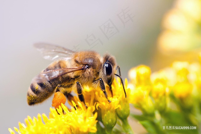 蜜蜂采花蜜昆虫图片