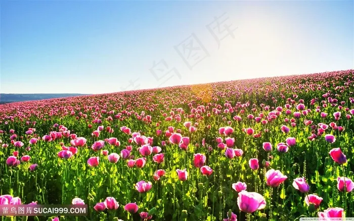 蓝天白云下的紫色花朵花海