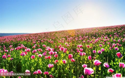 蓝天白云下的紫色花朵花海