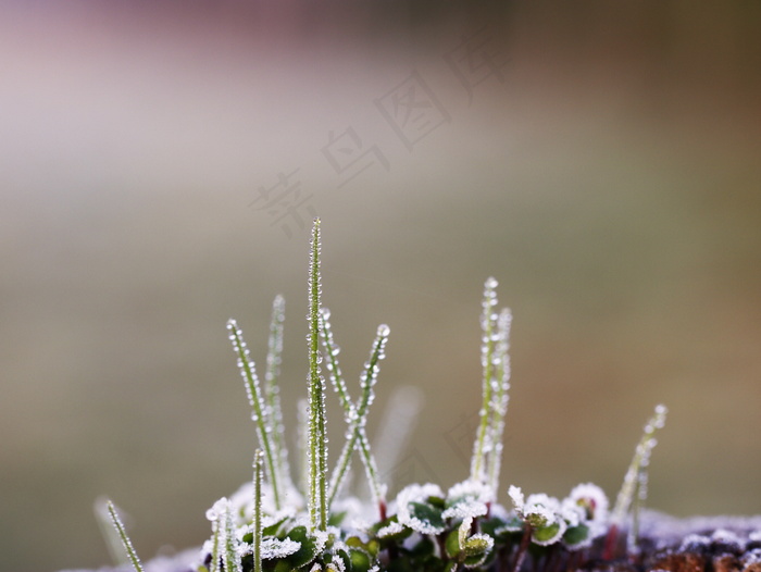 非主流唯美植物壁纸