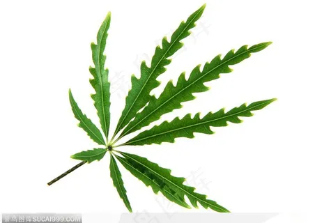 漂亮树叶-上满锯齿的树叶 漂亮树叶-上满锯齿的树叶