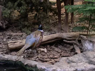 鸡母鸡走地鸡散养鸡鸡肉农村牧场