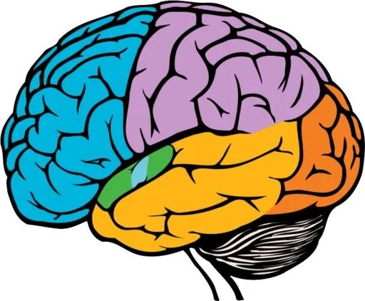 大脑 PNG免抠(800x660)