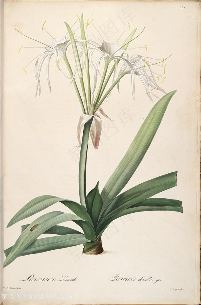 原版雷杜德高清花卉插画