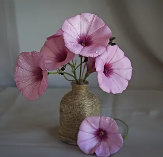 水培粉色牵牛花图片