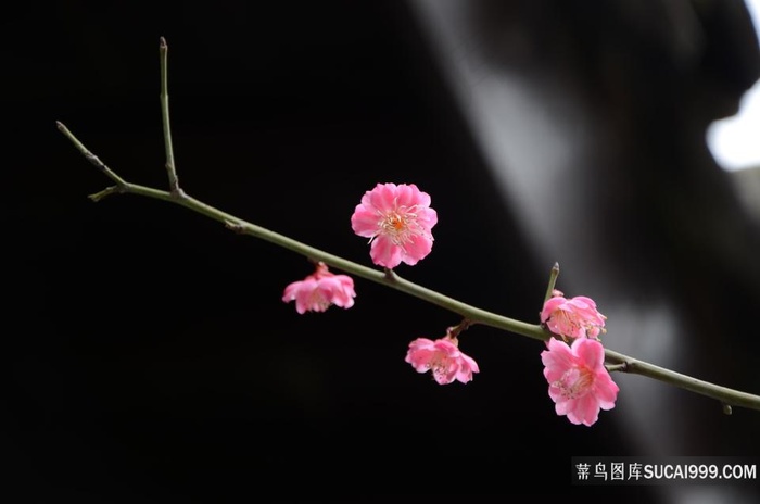 梅花朵朵开花卉大全图片