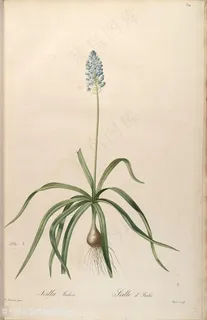雷杜德原版高清唯美兰花花卉花草图谱 雷杜德原版高清唯美兰花花卉花草图谱