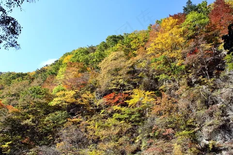 秋天森林风景图片 秋天森林风景图片