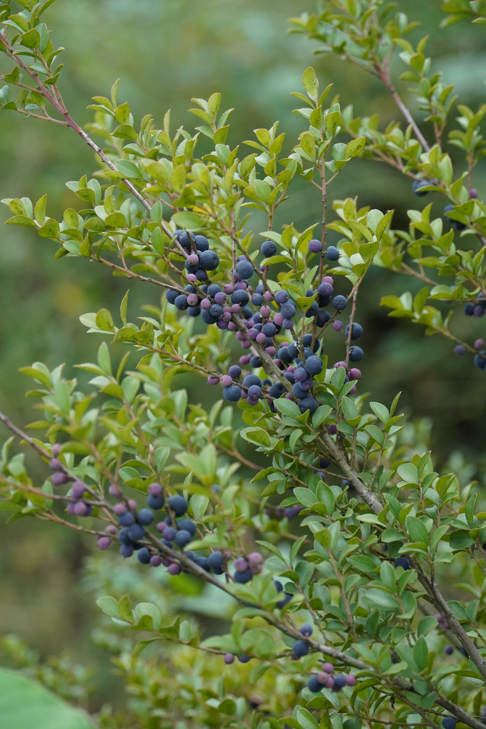 野生植物-齿叶铁仔
