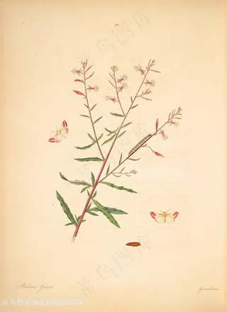 蝴蝶植物花卉花枝复古图谱