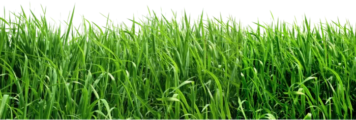 现代农业草