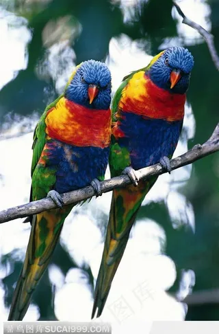 两只鹦鹉