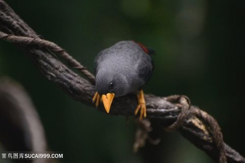 高清黄噱黑鸟图片