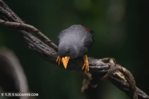 高清黄噱黑鸟图片 高清黄噱黑鸟图片