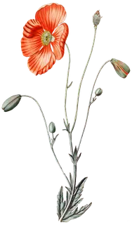 复古手绘植物花卉玫瑰花PNG免扣图案高清图片PS设计素材图