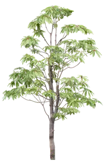 高清树木素材 免抠PSD植物素材 美术绘画园林贴图 树草灌木花草