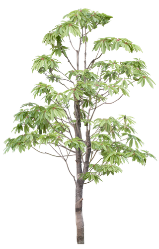 高清树木素材 免抠PSD植物素材 美术绘画园林贴图 树草灌木花草