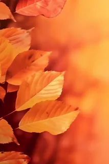 金黄色落叶秋季傍晚背景